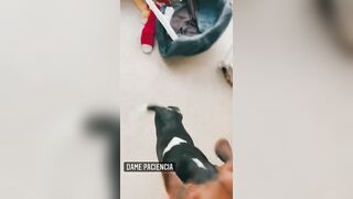 : Cómo quisiera ser ese perro en este momento. ???? #3